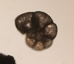 Haplophragmoides