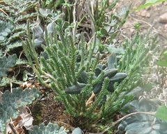 Selaginella corallina