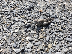 Oedipoda caerulescens