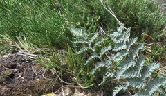 Selaginella corallina