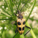 Pachyta quadrimaculata - Photo (c) Sergey Yeliseev,  זכויות יוצרים חלקיות (CC BY-NC-ND)