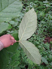 Bunchosia breedlovei