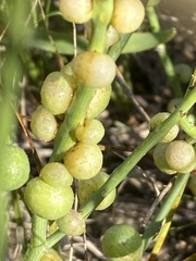 Antistrophus pisum
