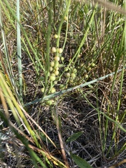 Antistrophus pisum