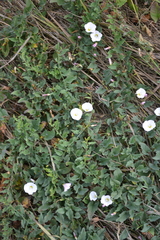 Convolvulus arvensis