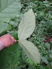 Bunchosia breedlovei