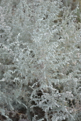 Artemisia austriaca