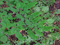 Adiantum amplum