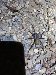 Califorctenus cacachilensis