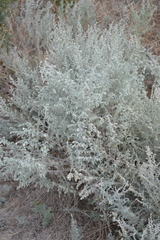 Artemisia austriaca
