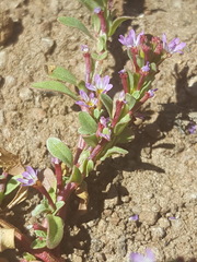 Lythrum tribracteatum