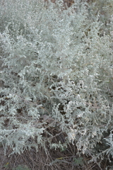 Artemisia austriaca