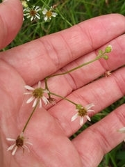 Erigeron vernus