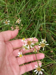 Erigeron vernus
