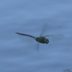 Anax concolor