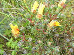 Lampranthus glaucus