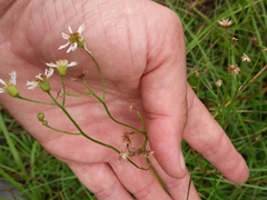 Erigeron vernus