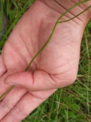 Erigeron vernus
