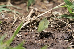 Abaeis mexicana