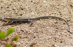 Orange-Throated Whiptail photo 4