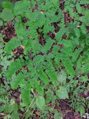 Adiantum amplum