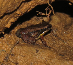 Mannophryne trinitatis