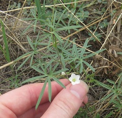 Ipomoea costellata edwardsensis