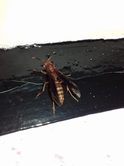 Polistes mexicanus