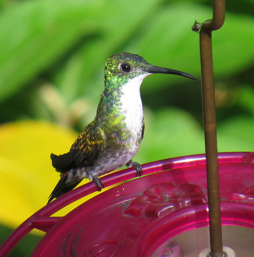 Chrysuronia brevirostris