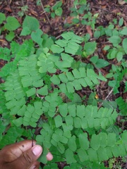 Adiantum amplum