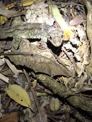 Hoplodactylus duvaucelii