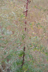 Artemisia vulgaris