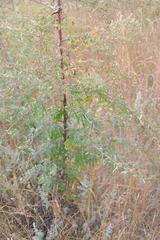 Artemisia vulgaris