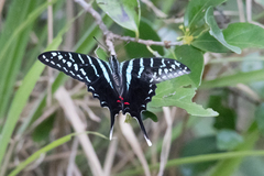 Graphium colonna