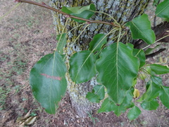 Pyrus calleryana