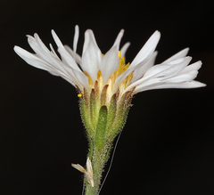 Almutaster pauciflorus