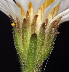 Almutaster pauciflorus