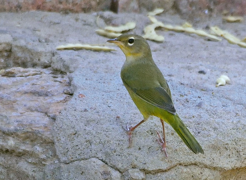 MacGillivray's Warbler