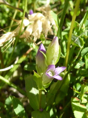 Gentianella amarella acuta