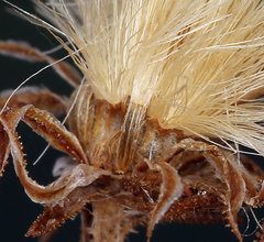 Almutaster pauciflorus