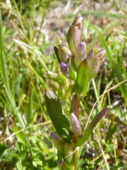 Gentianella amarella acuta