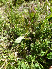 Gentianella amarella acuta