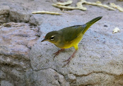 Macgillivray's Warbler photo 3