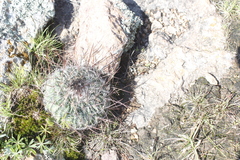 Echinofossulocactus ochoterenaus