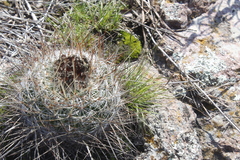 Echinofossulocactus ochoterenaus