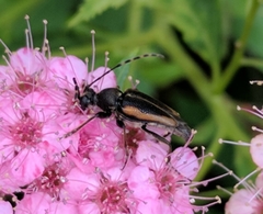Brachyleptura brevis