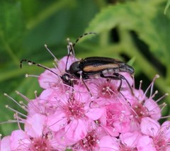 Brachyleptura brevis