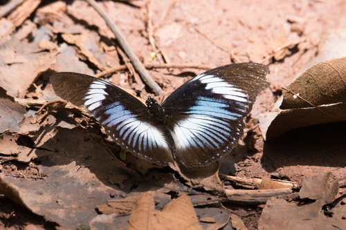 Scarce Blue Diadem