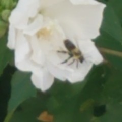 Bombus impatiens
