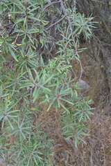 Hippophae rhamnoides